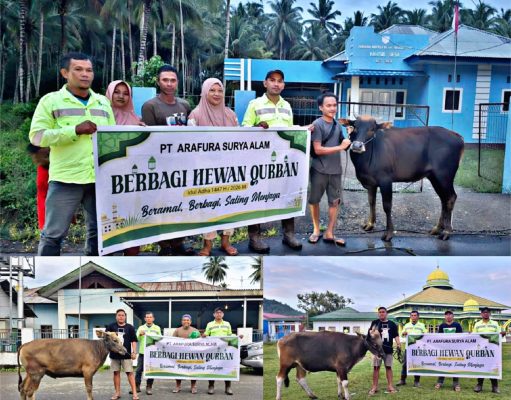 Idul Adha 1447 H, 15 Desa Lingkar Tambang Terima Sapi Kurban Dari PT ASA